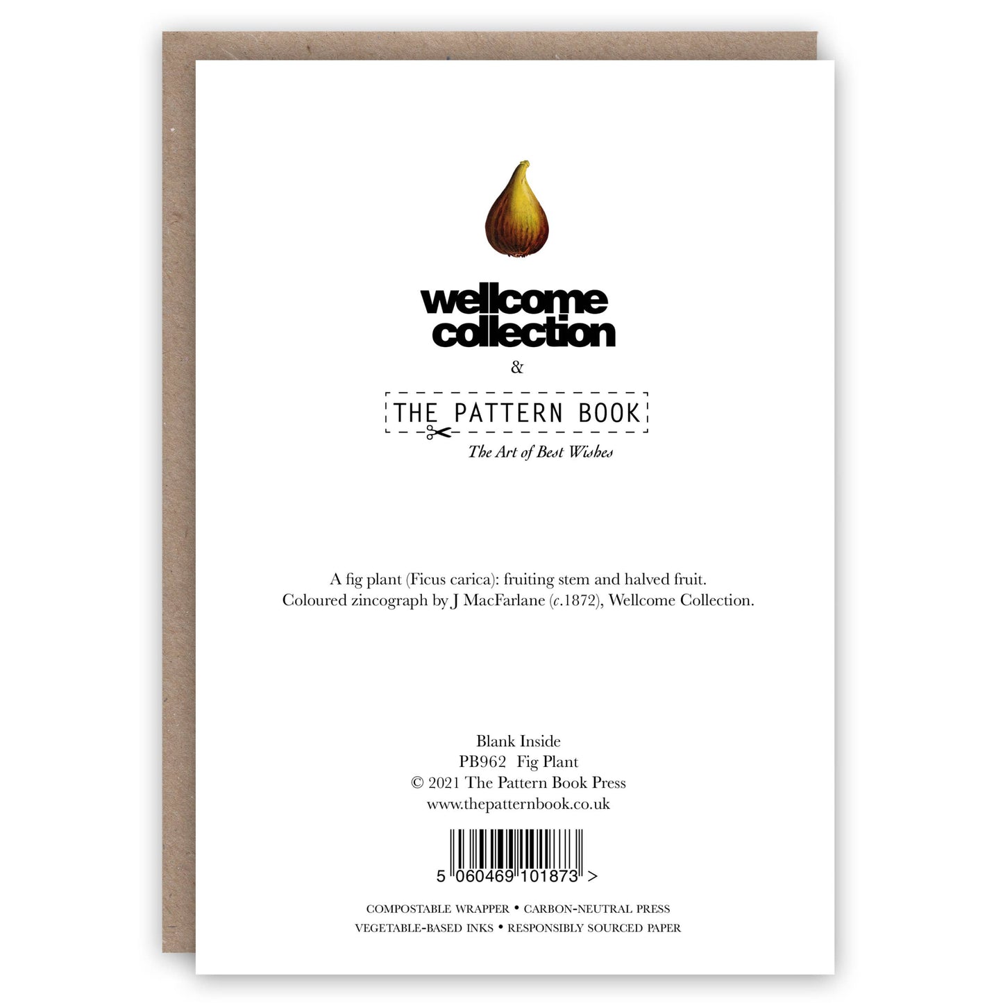 Fig Plant - Greeting Card