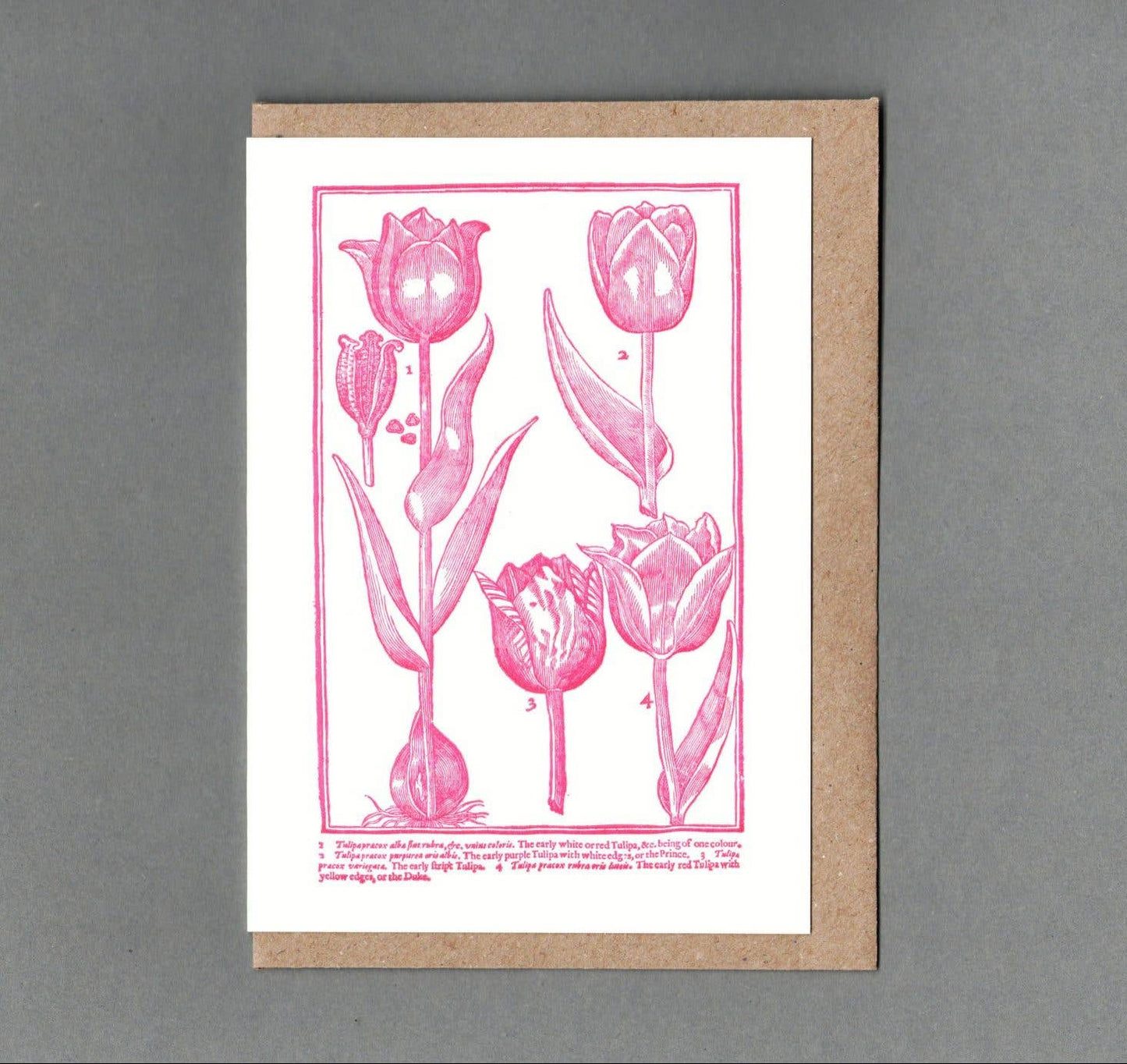 Tulips - Greeting Card
