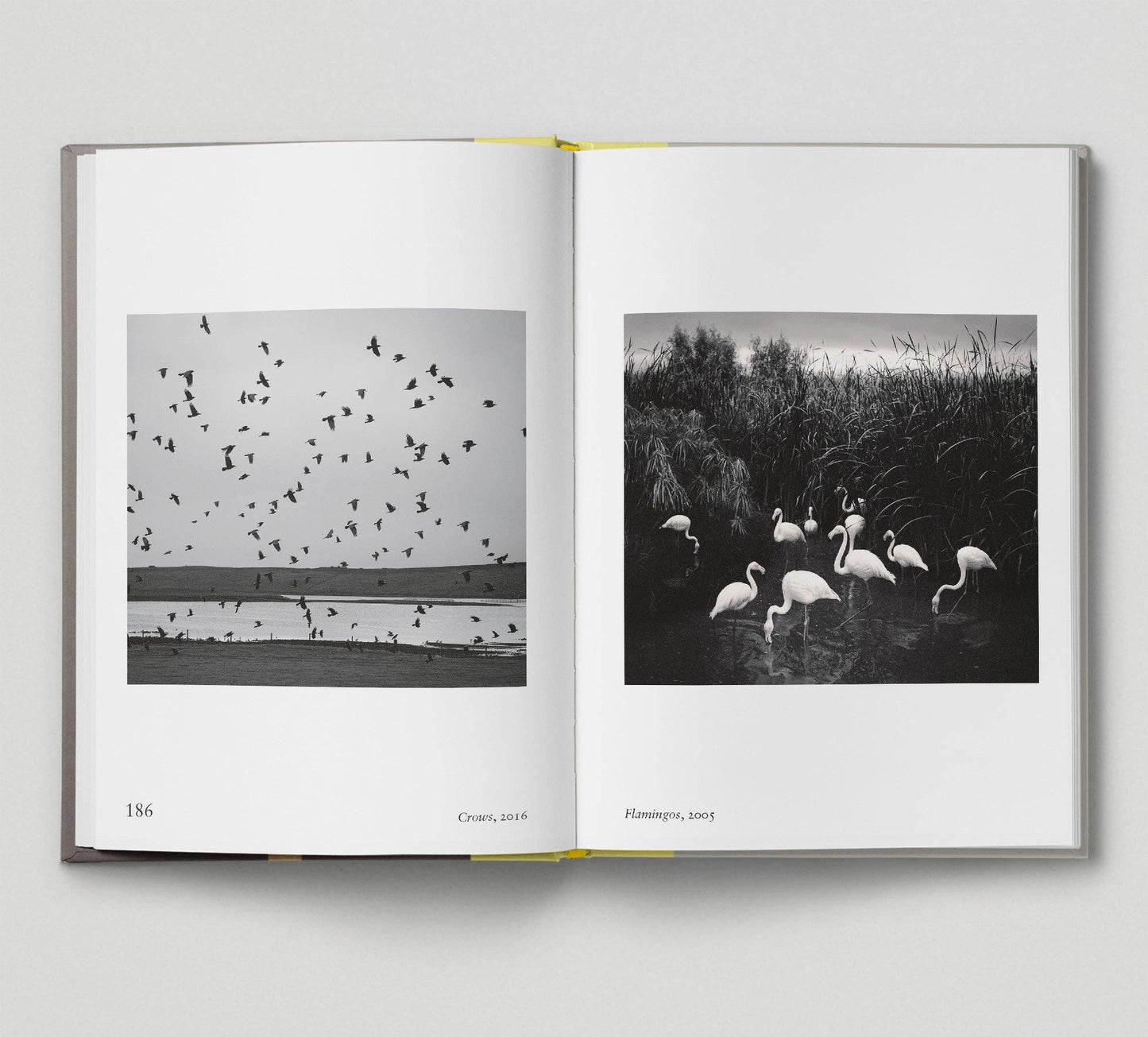 Bird - New photography of the Bird