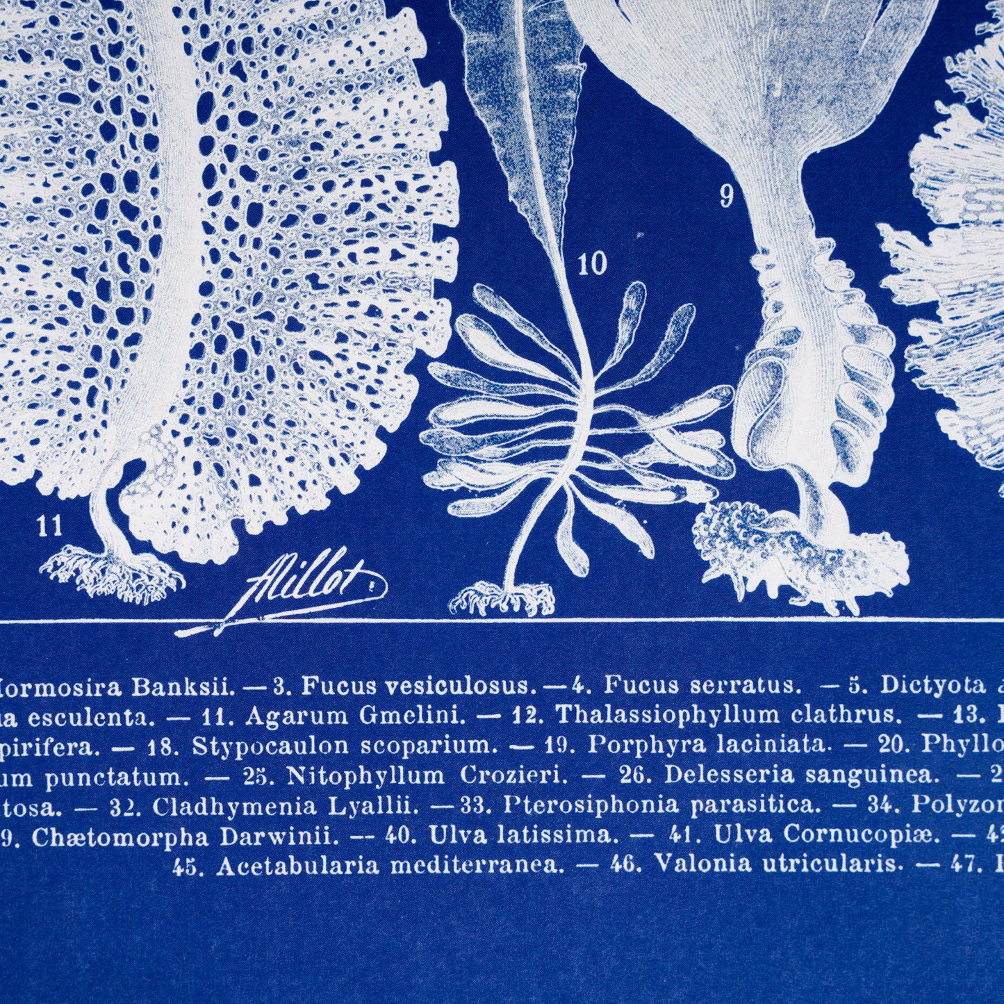 Algae A2 Cyanotype Print.