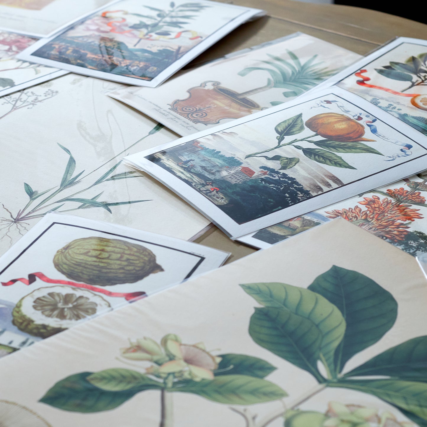 Aricula Specimens No. 2 Giclée Print