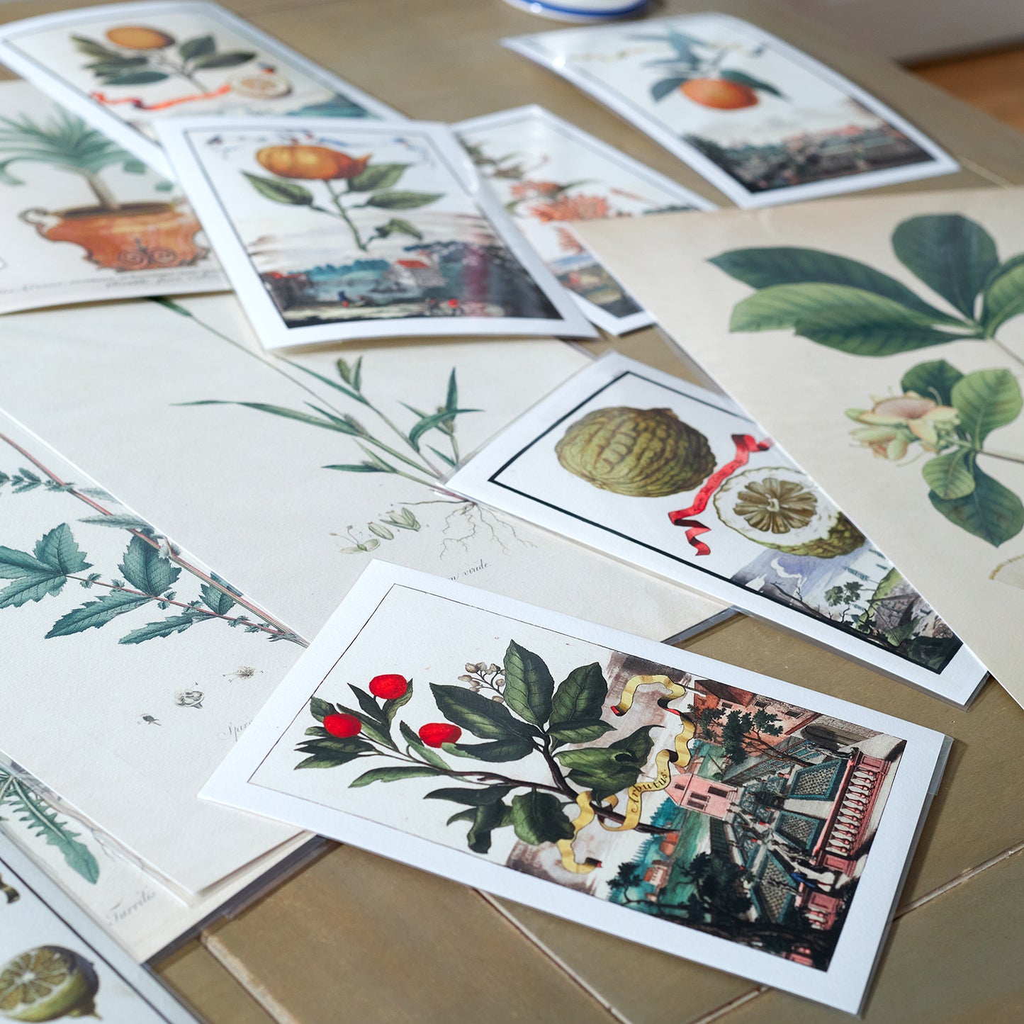 Aricula Specimens No. 1 Giclée Print