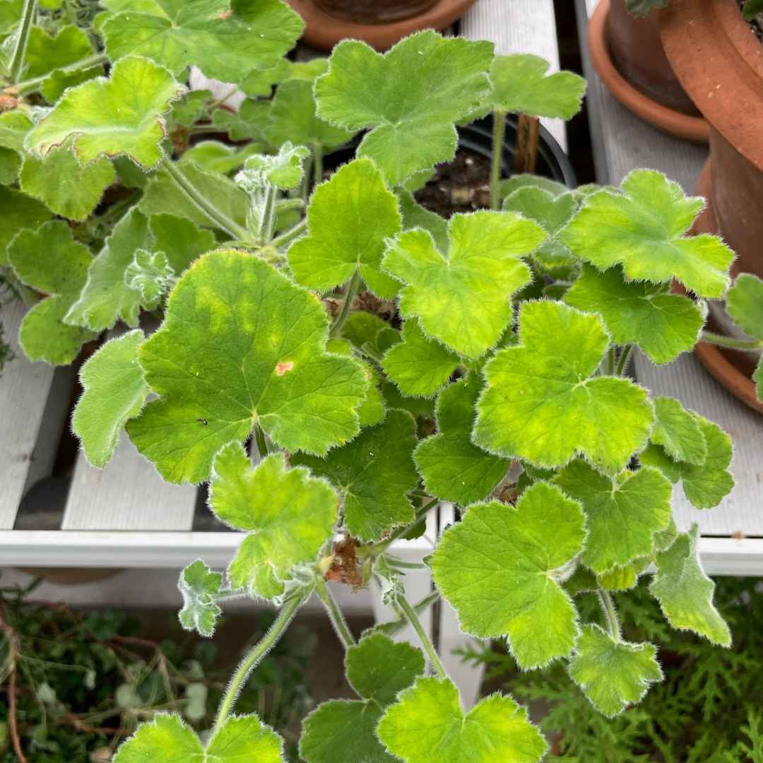 Geranium No. 2 Body Wash - 500ml