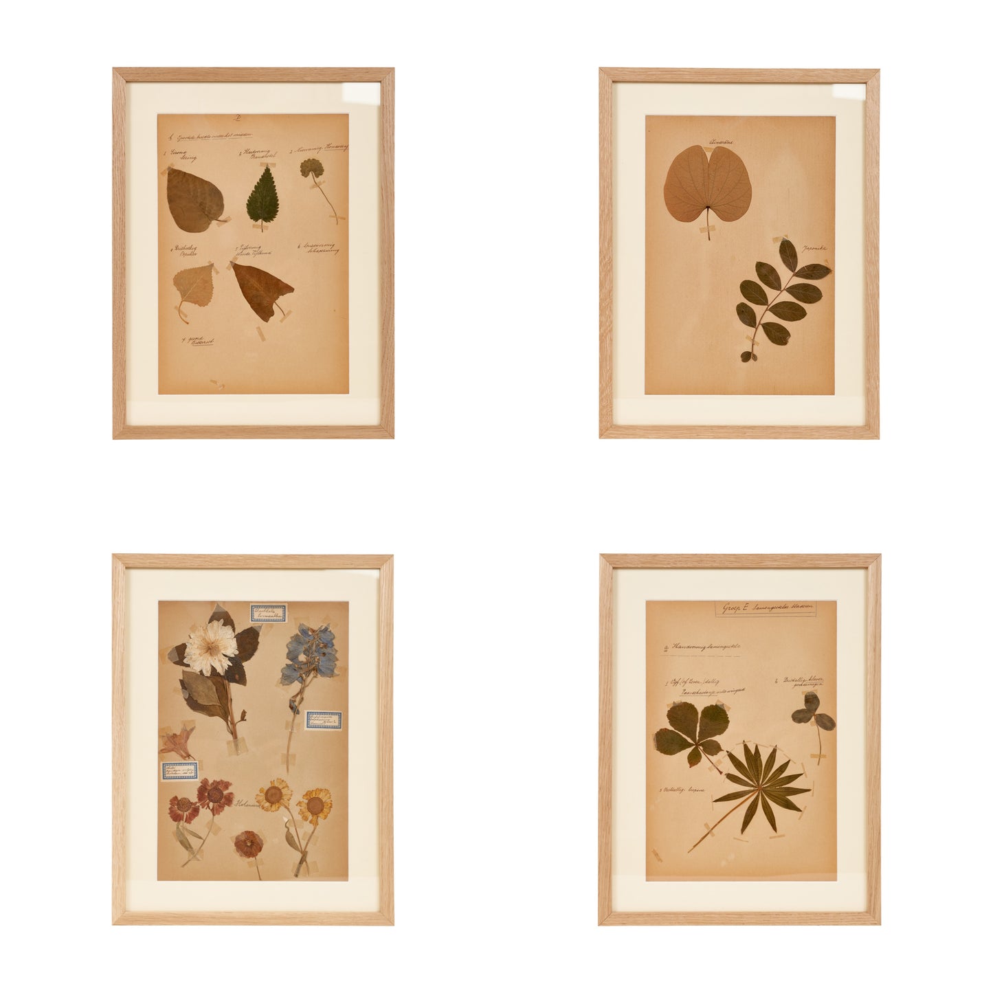 Dutch Herbier Specimen 19