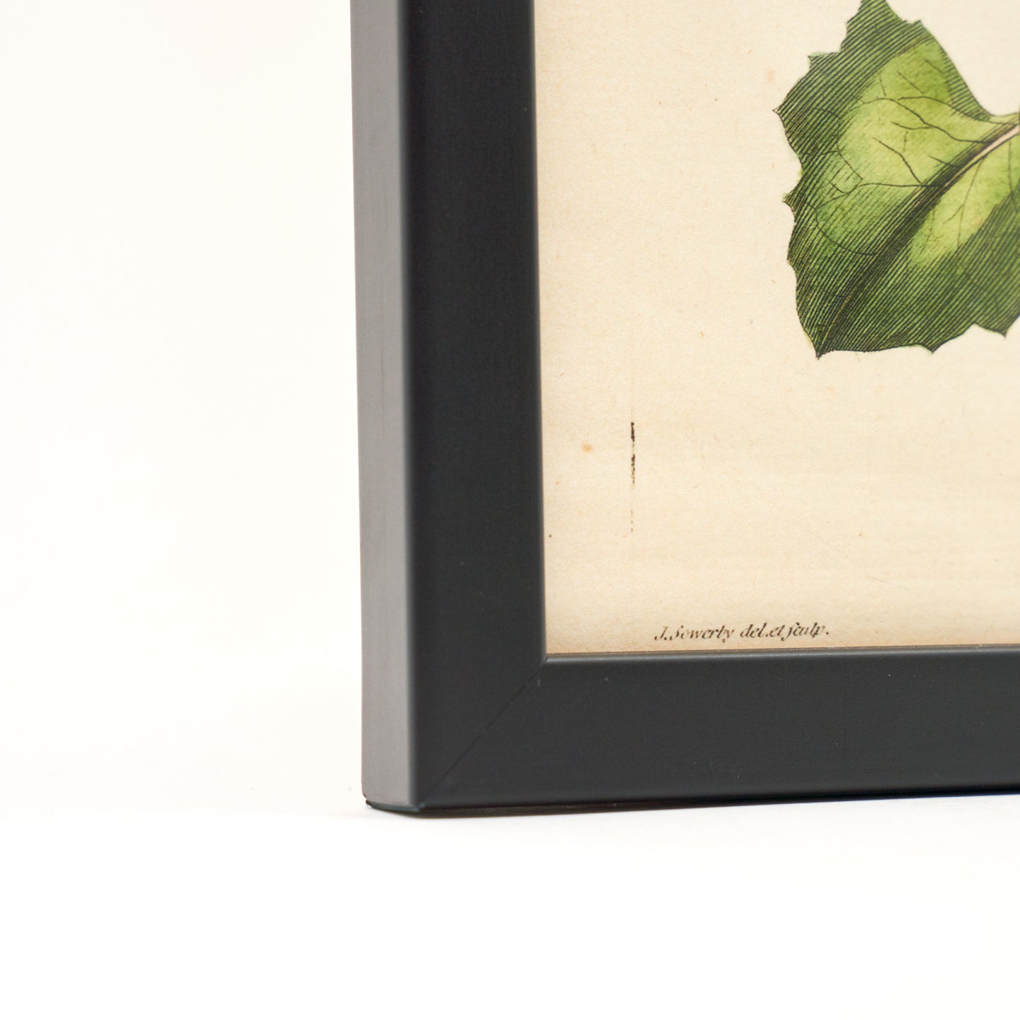 Prenanthes Muralis ‘Flora Londinensis’ Botanical Print - Framed