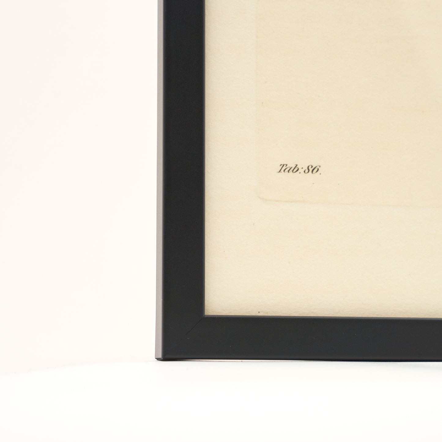 Exacum filiforme ‘Flora Londinensis’ Botanical Print - Framed