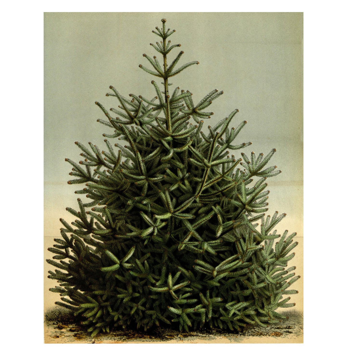 Spanish Fir Tree Botanical Print