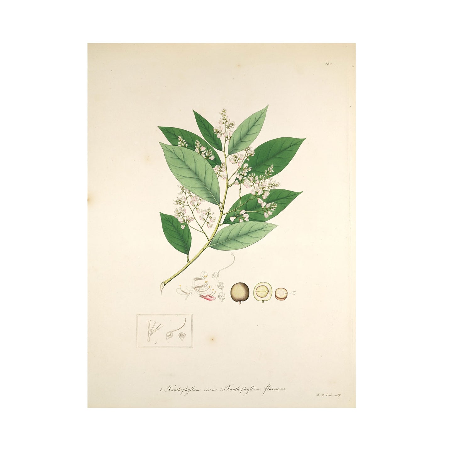 Xanthophyllum flavescens