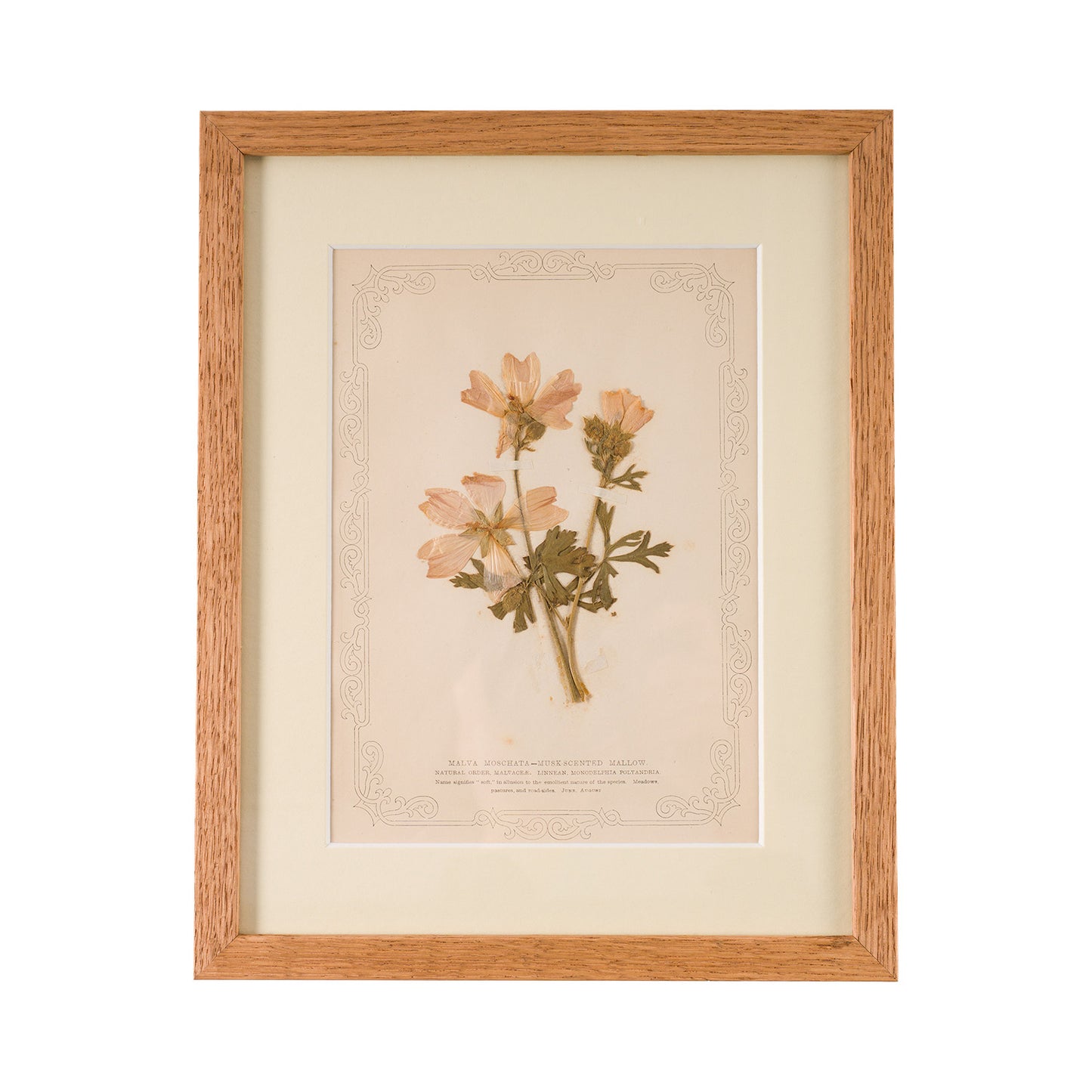 1845, Pressed British Wildflower - Musk Scented Mallow