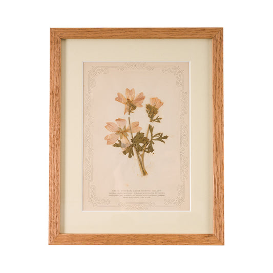 1845, Pressed British Wildflower - Musk Scented Mallow