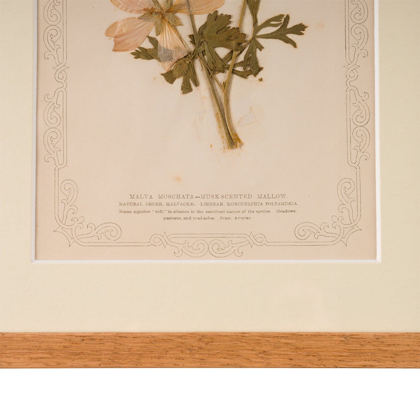 1845, Pressed British Wildflower - Musk Scented Mallow