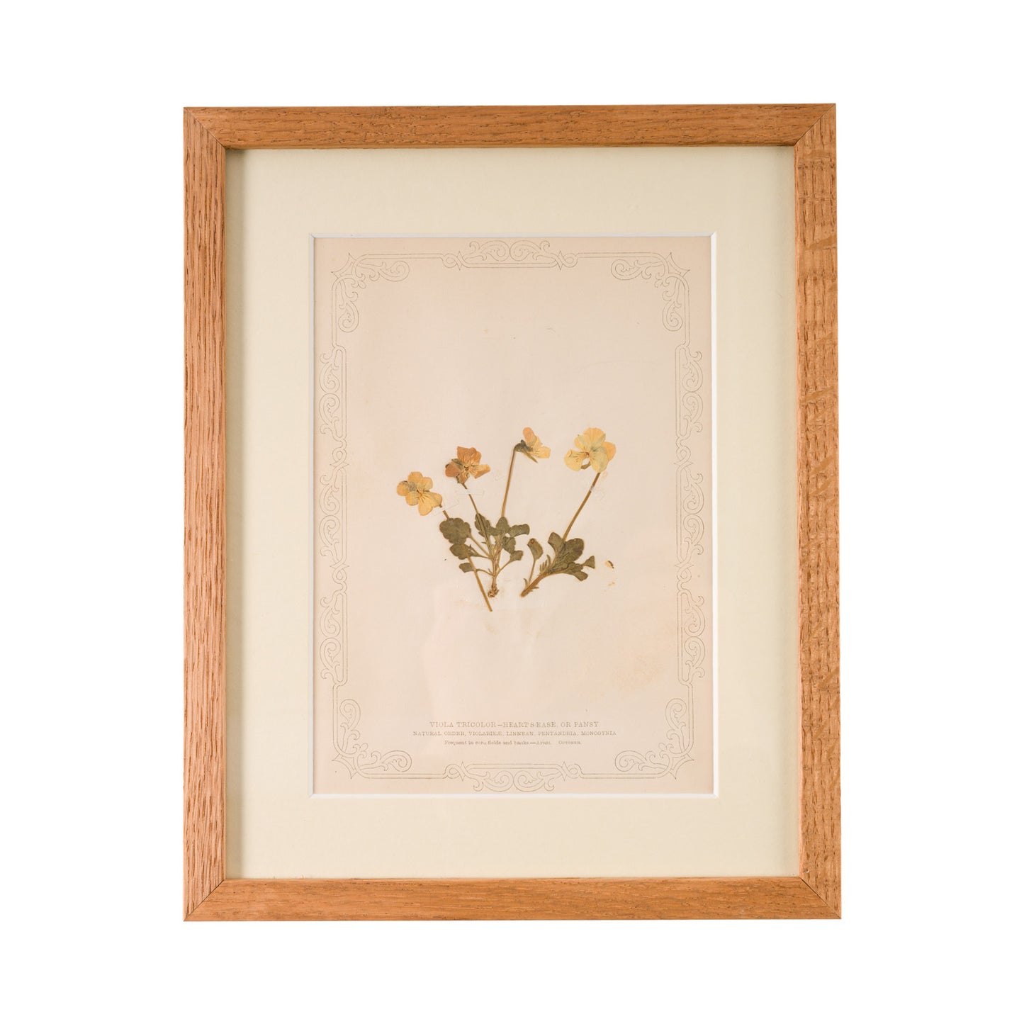 1845, Pressed British Wildflower - Heart's Ease or Pansy