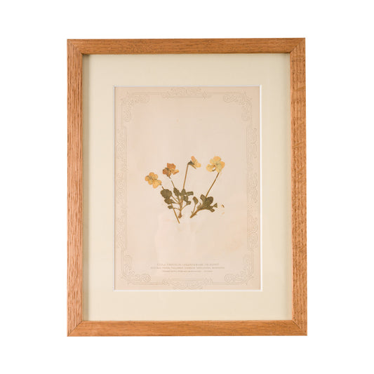 1845, Pressed British Wildflower - Heart's Ease or Pansy