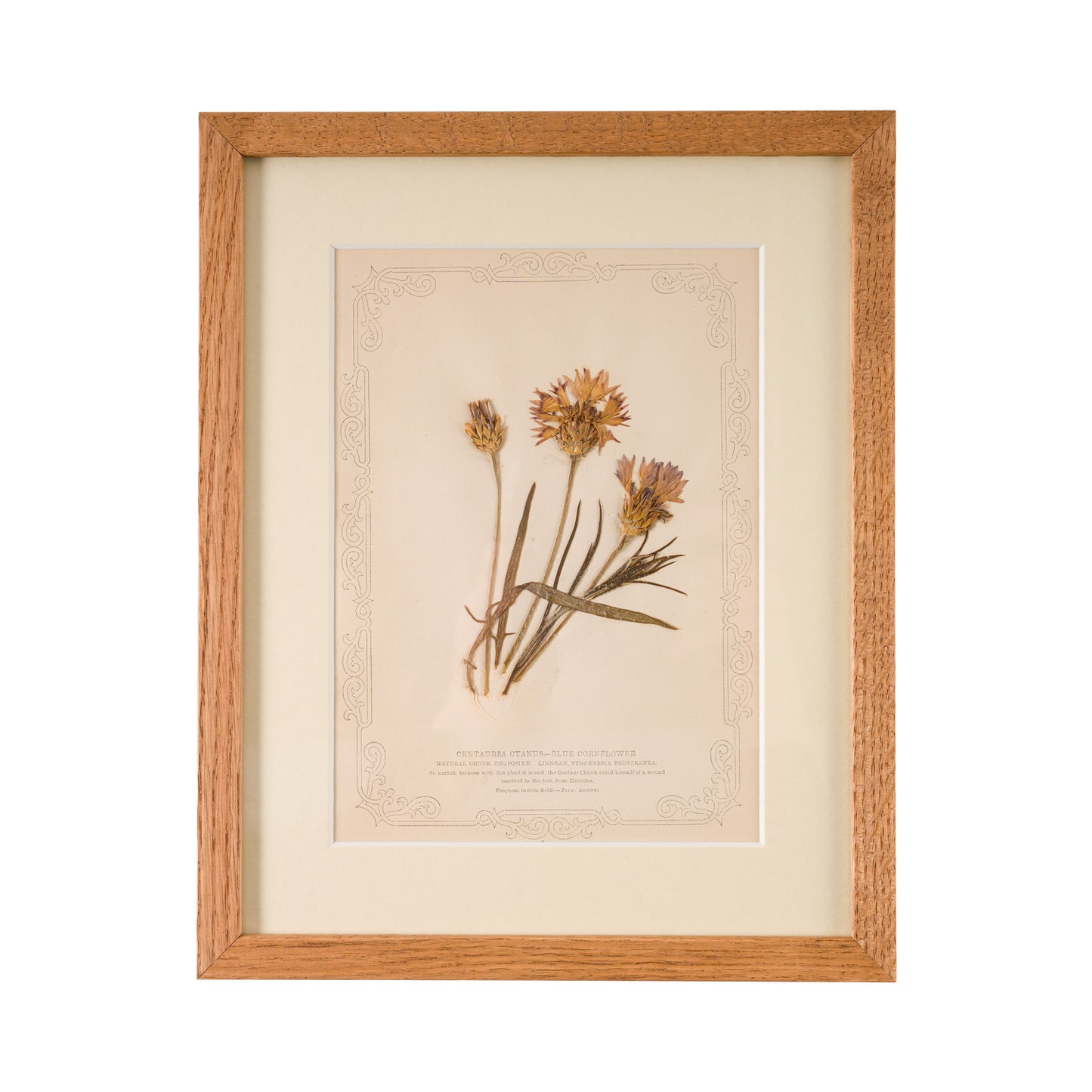 1845, Pressed British Wildflower - Blue Cornflower