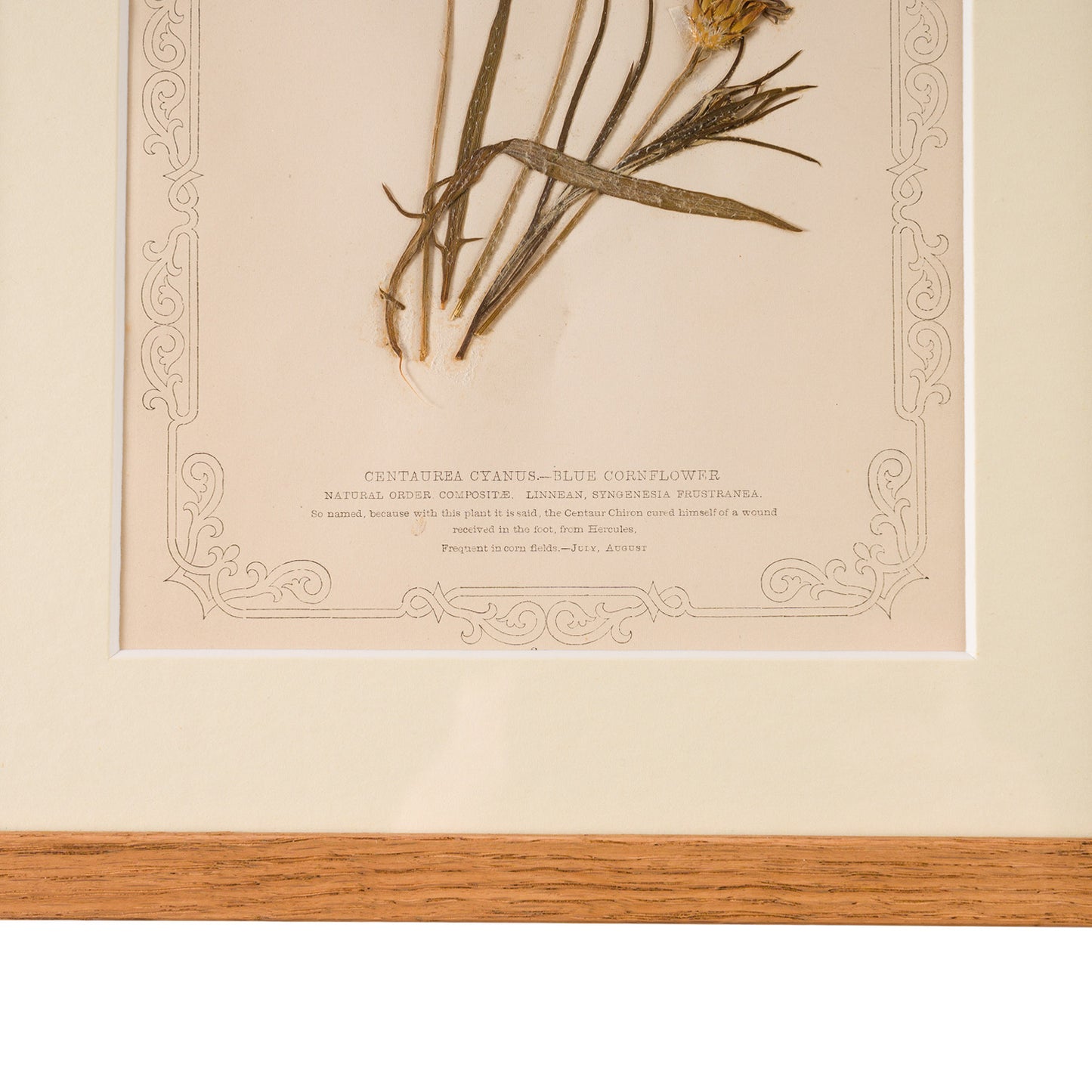 1845, Pressed British Wildflower - Blue Cornflower