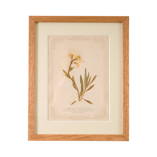 1845, Pressed British Wildflower - Wallflower
