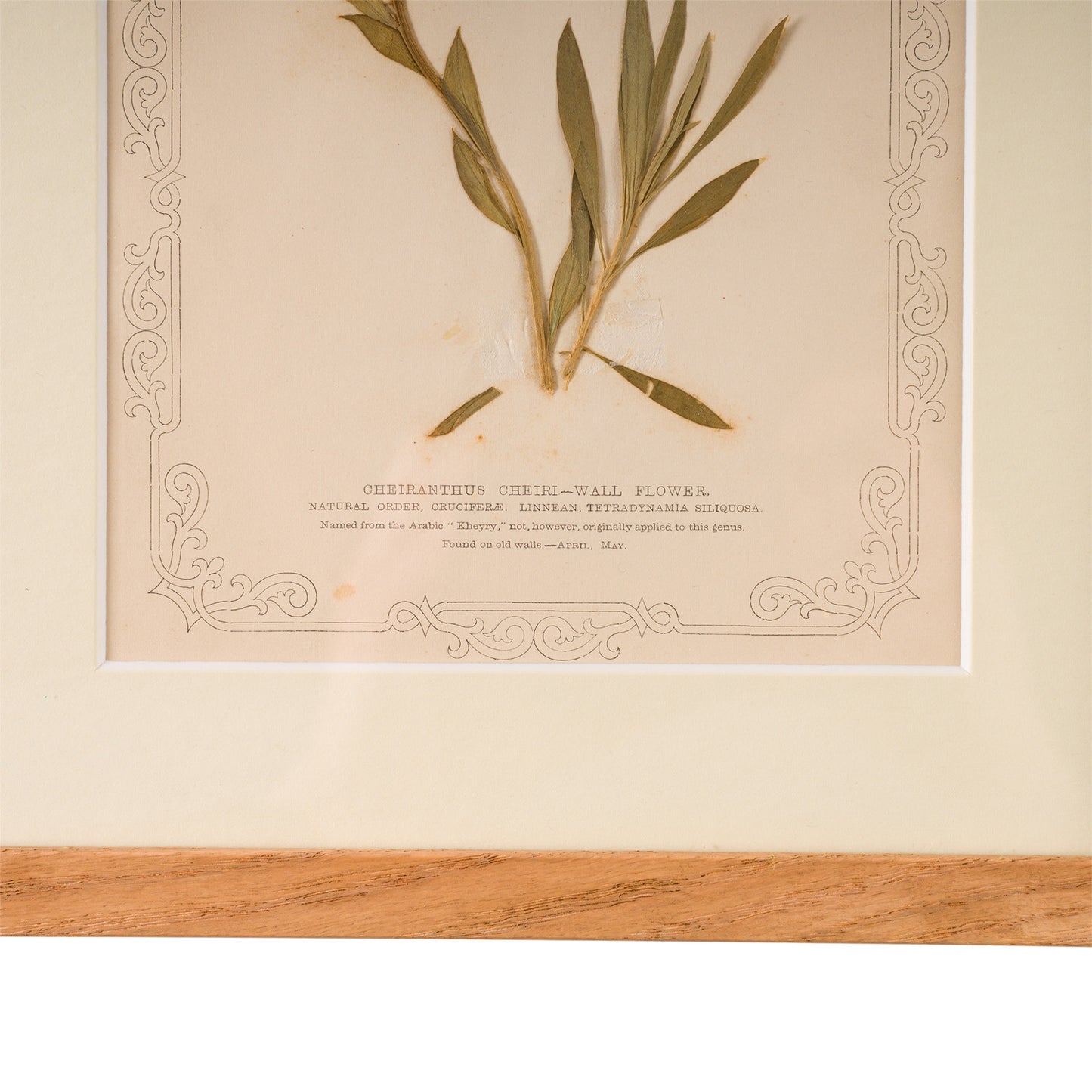 1845, Pressed British Wildflower - Wallflower