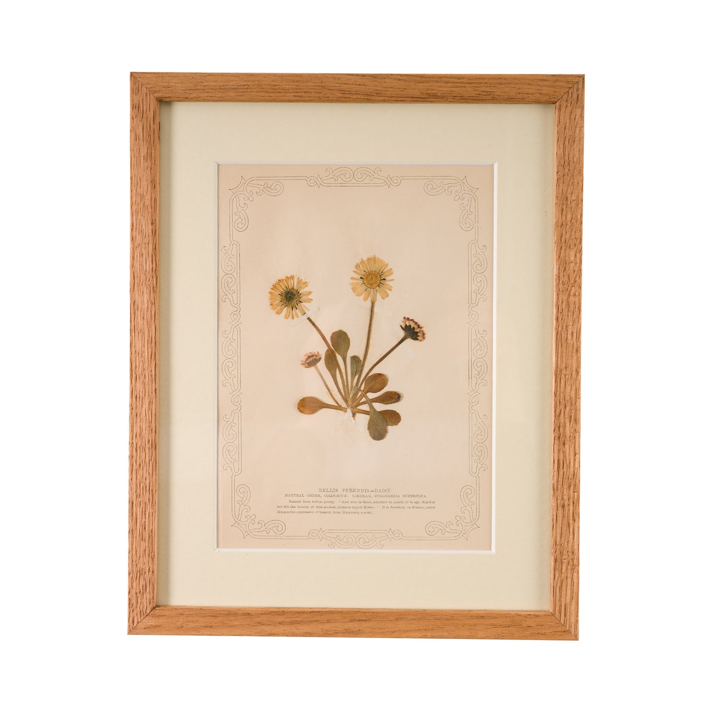1845, Pressed British Wildflower - Daisy