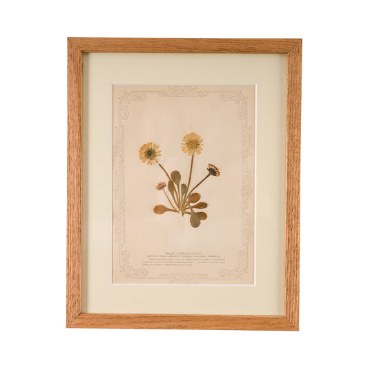 1845, Pressed British Wildflower - Daisy