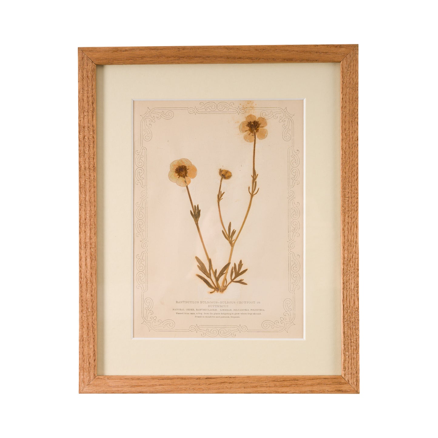 1845, Pressed British Wildflower - Buttercup