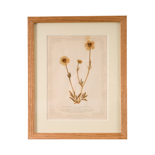 1845, Pressed British Wildflower - Buttercup