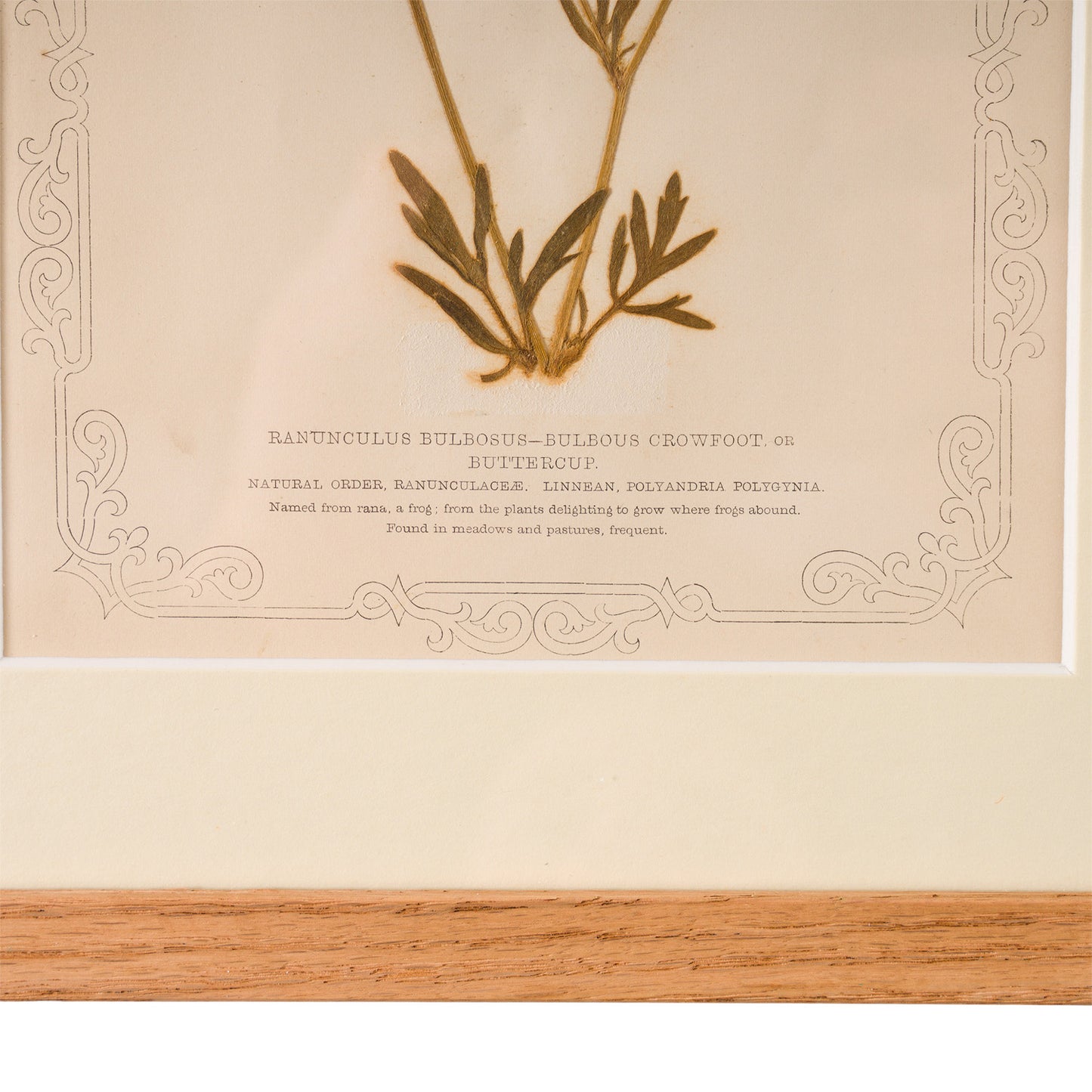 1845, Pressed British Wildflower - Buttercup