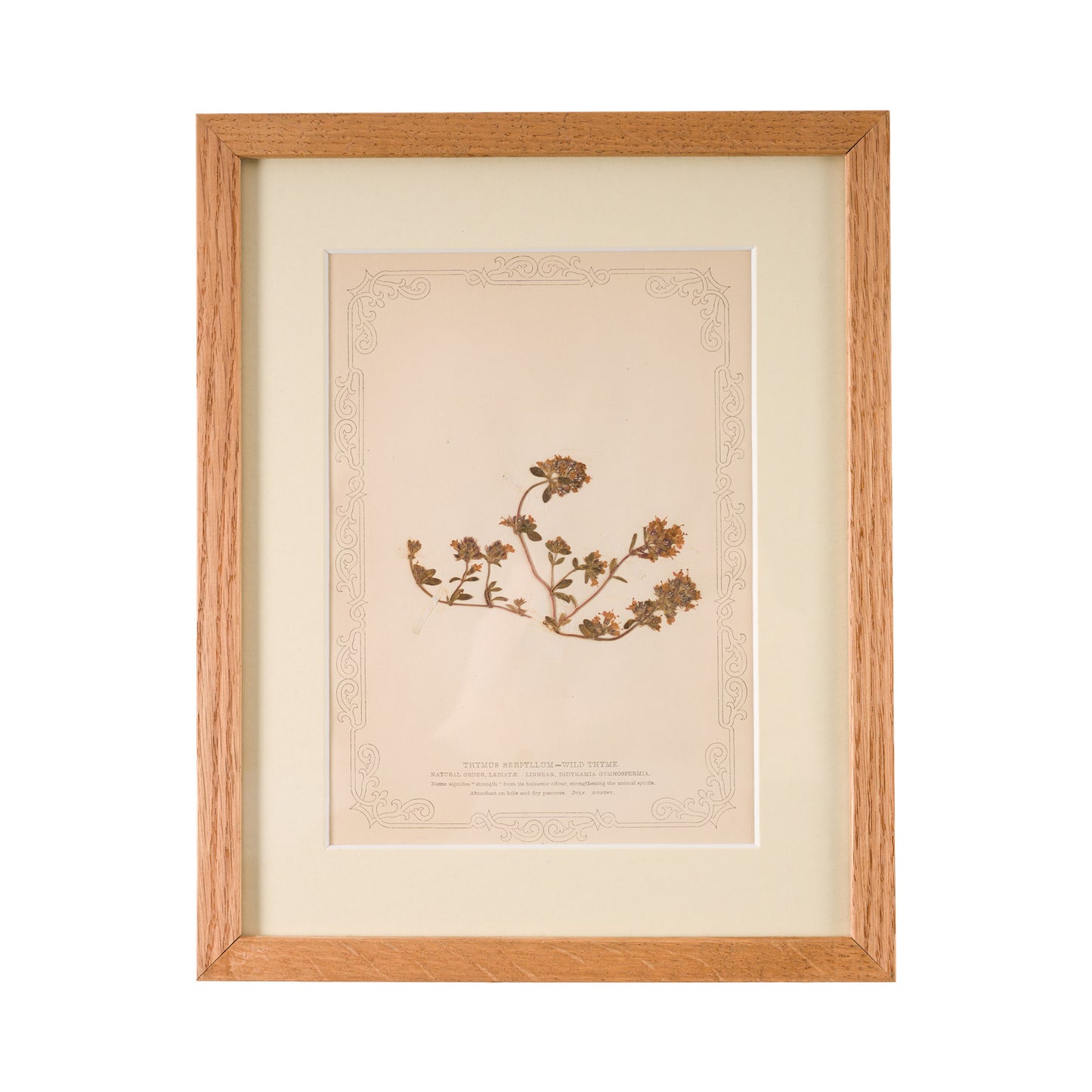 1845, Pressed British Wildflower - Wild Thyme