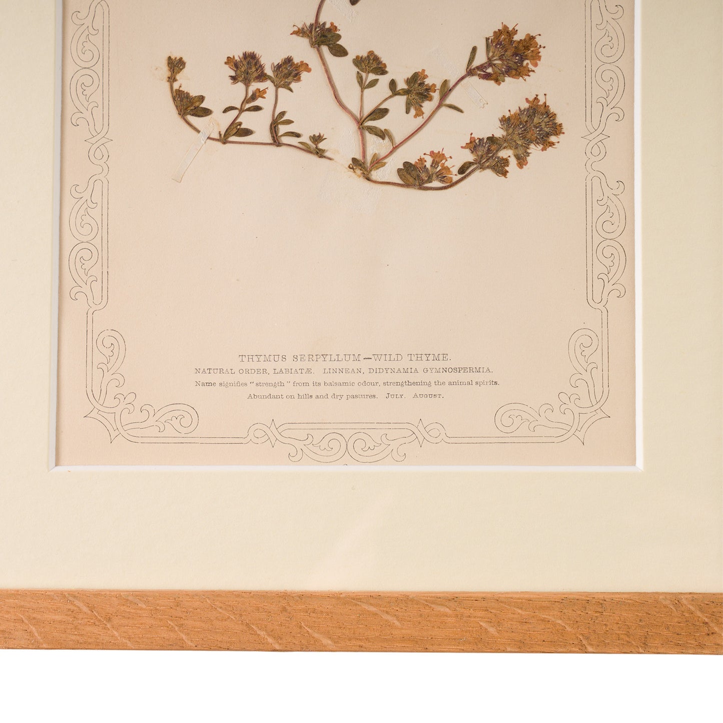 1845, Pressed British Wildflower - Wild Thyme