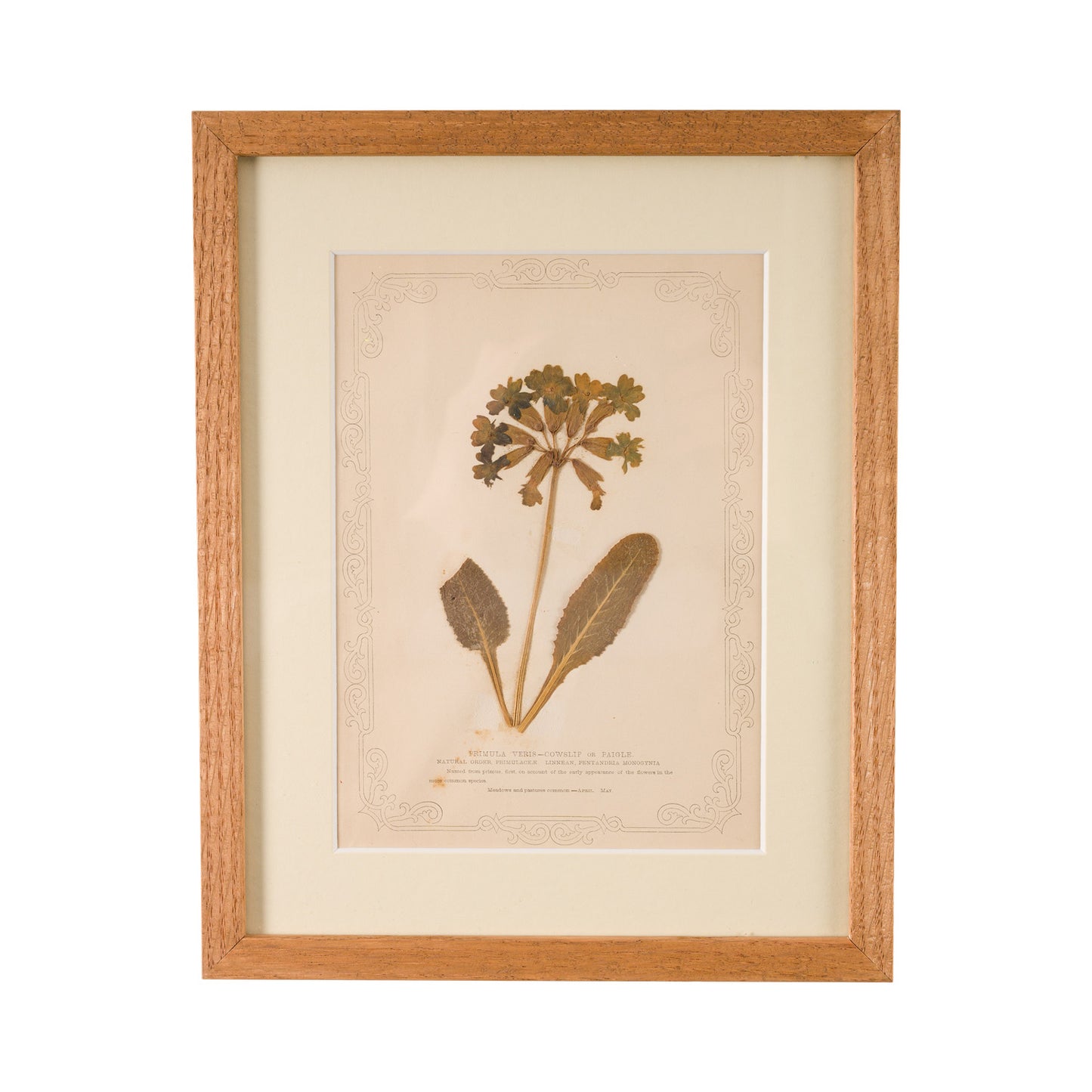 1845, Pressed British Wildflower - Cowslip