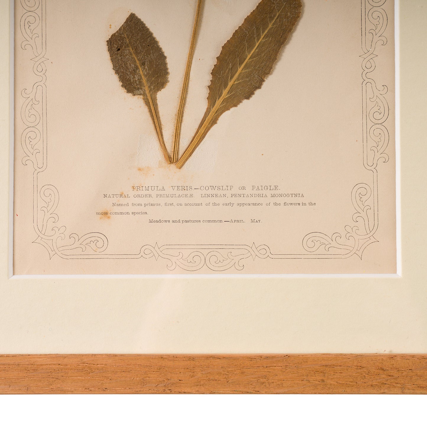 1845, Pressed British Wildflower - Cowslip