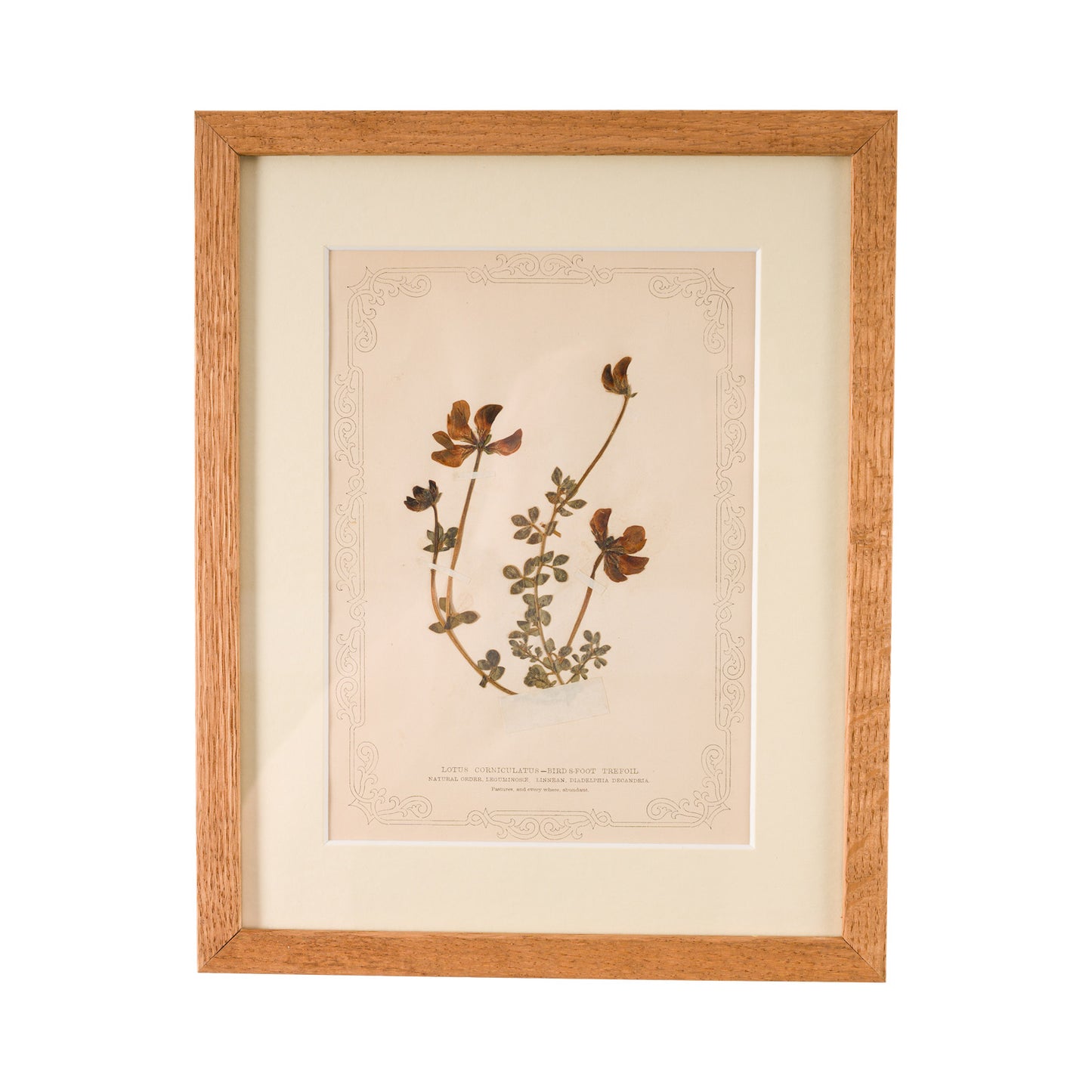 1845, Pressed British Wildflower - Bird's Foot Trefoil