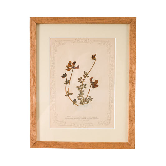 1845, Pressed British Wildflower - Bird's Foot Trefoil