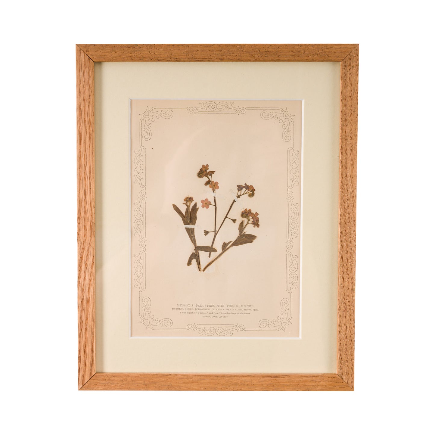 1845, Pressed British Wildflower - Forget Me Knot