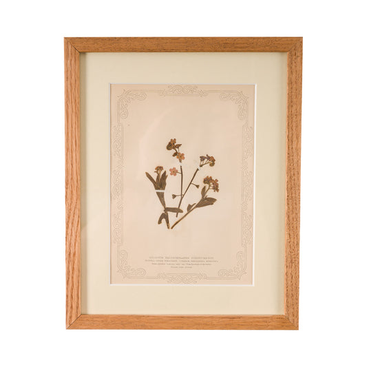 1845, Pressed British Wildflower - Forget Me Knot