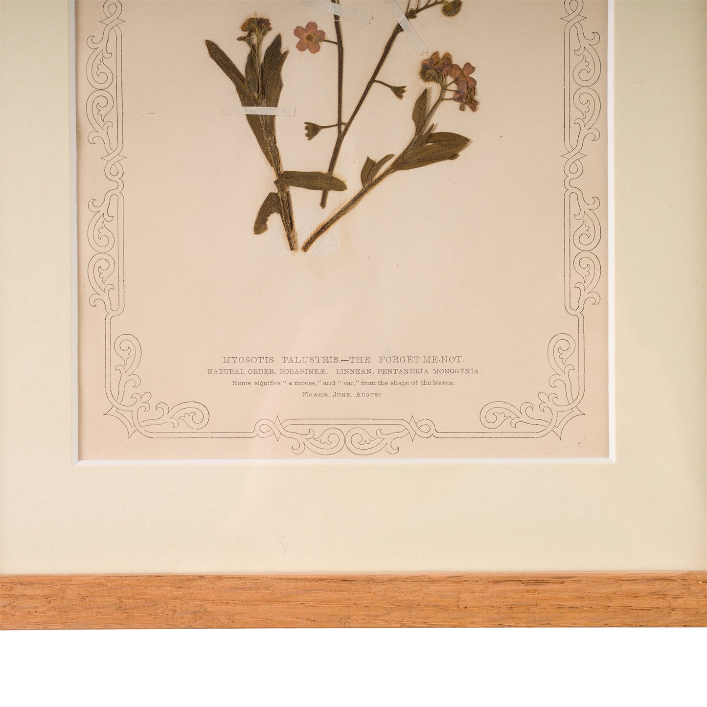 1845, Pressed British Wildflower - Forget Me Knot