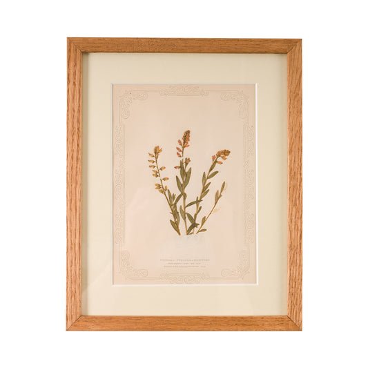 1845, Pressed British Wildflower - Milkwort
