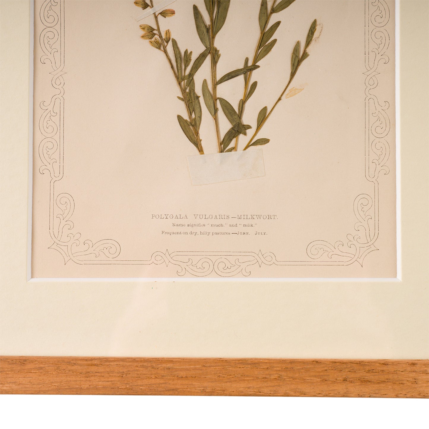 1845, Pressed British Wildflower - Milkwort
