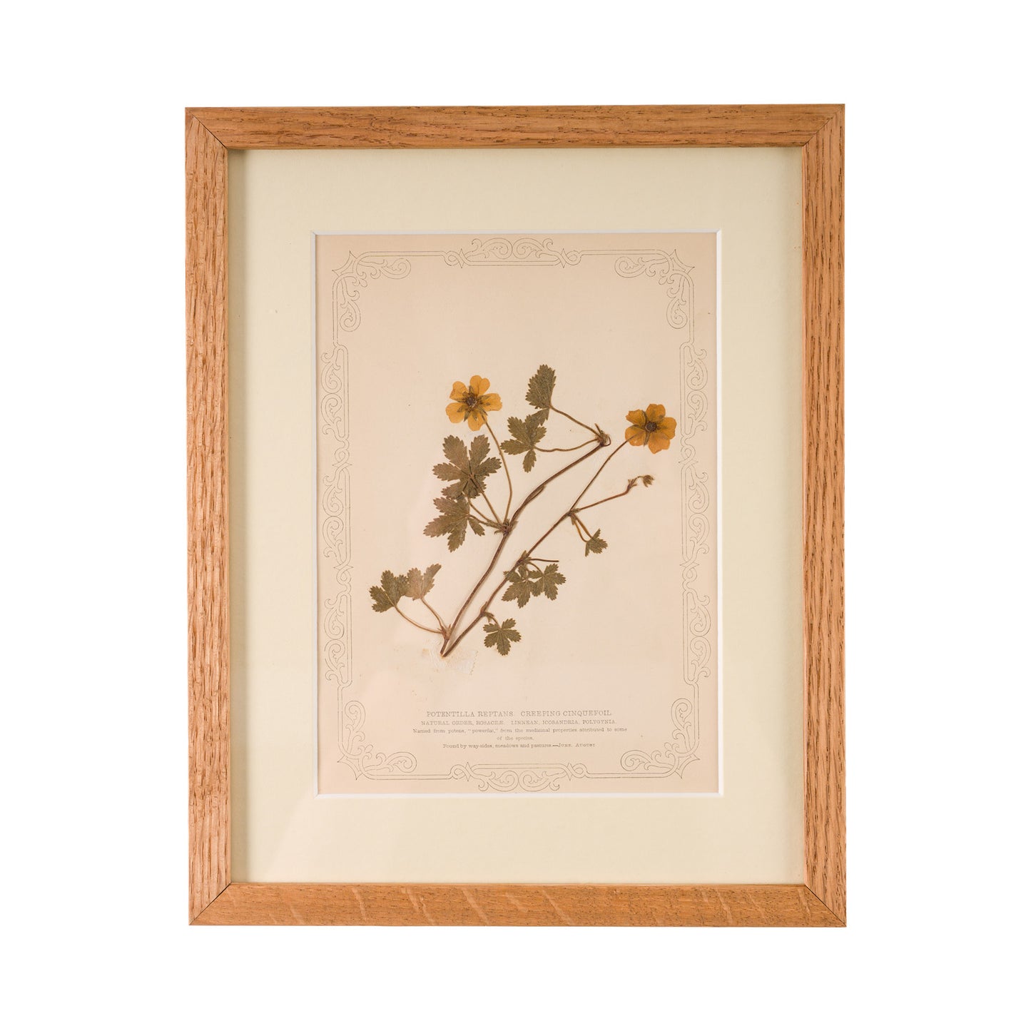 1845, Pressed British Wildflower - Creeping Cinquefoil