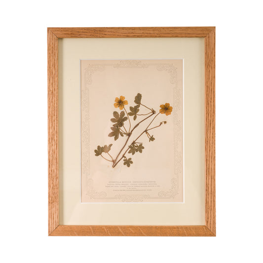 1845, Pressed British Wildflower - Creeping Cinquefoil