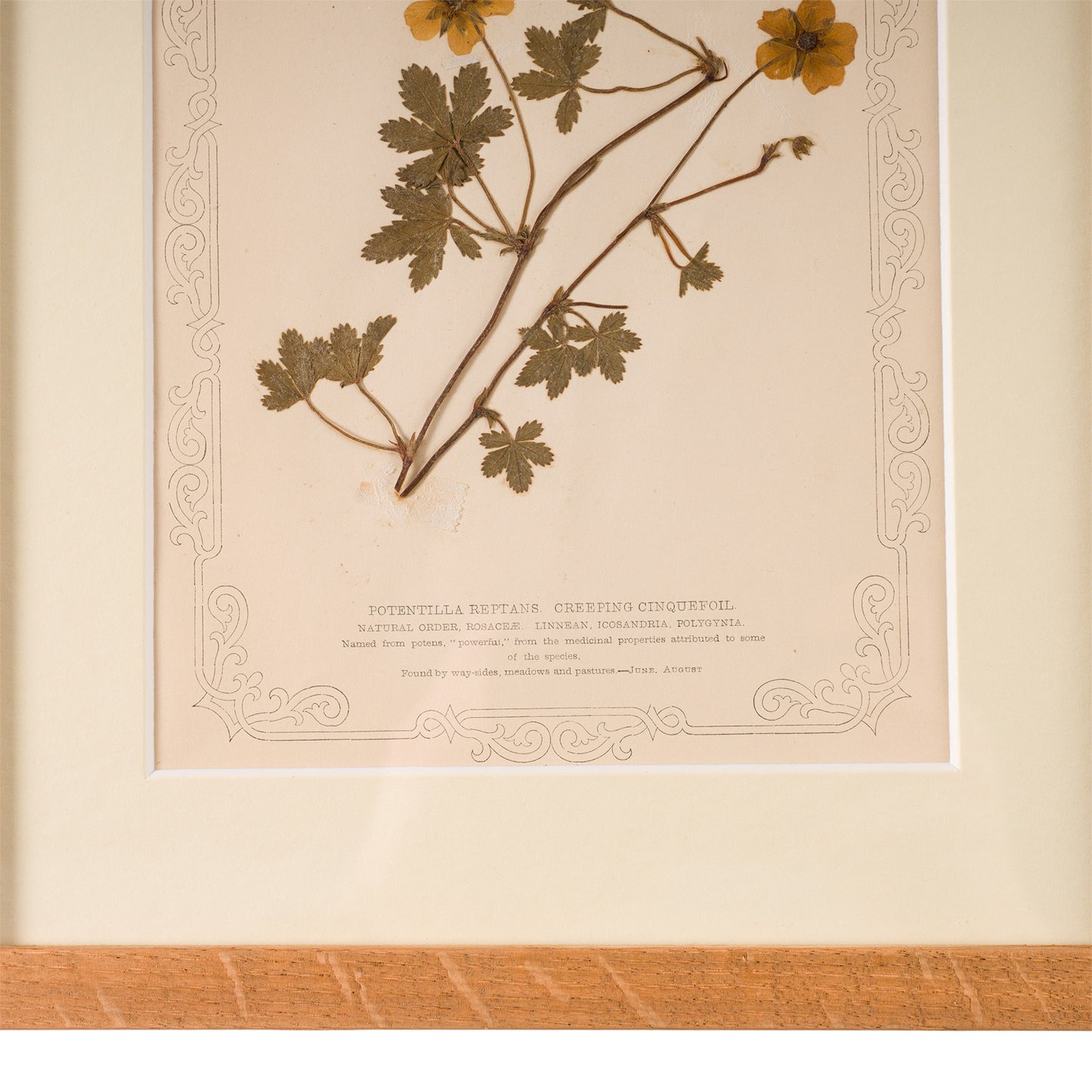 1845, Pressed British Wildflower - Creeping Cinquefoil