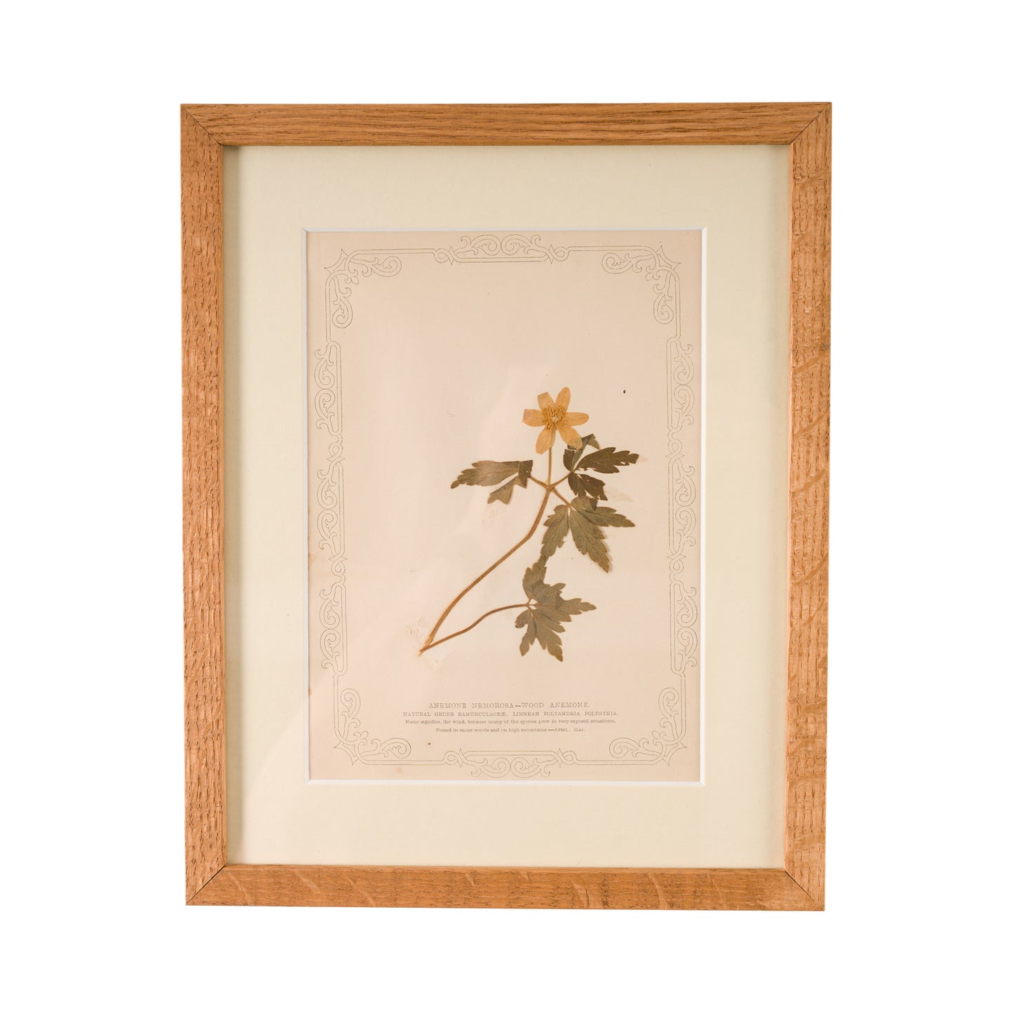 1845, Pressed British Wildflower - Wood Anemone
