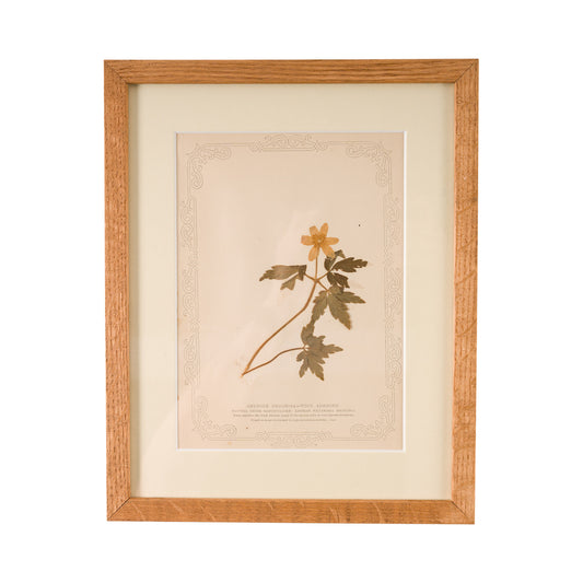 1845, Pressed British Wildflower - Wood Anemone