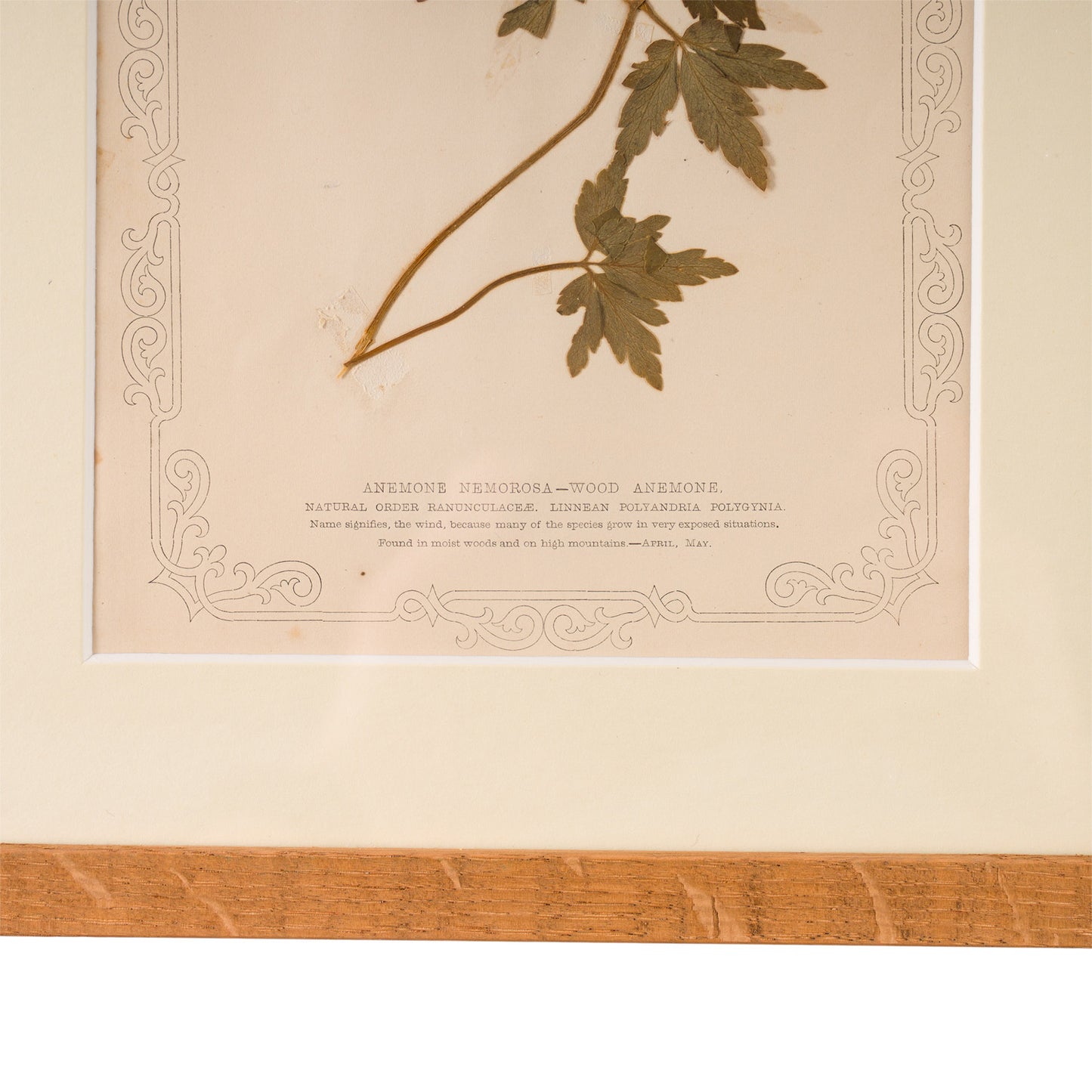 1845, Pressed British Wildflower - Wood Anemone