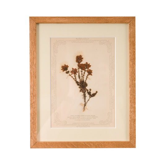 1845, Pressed British Wildflower - Fine Leaved Heath