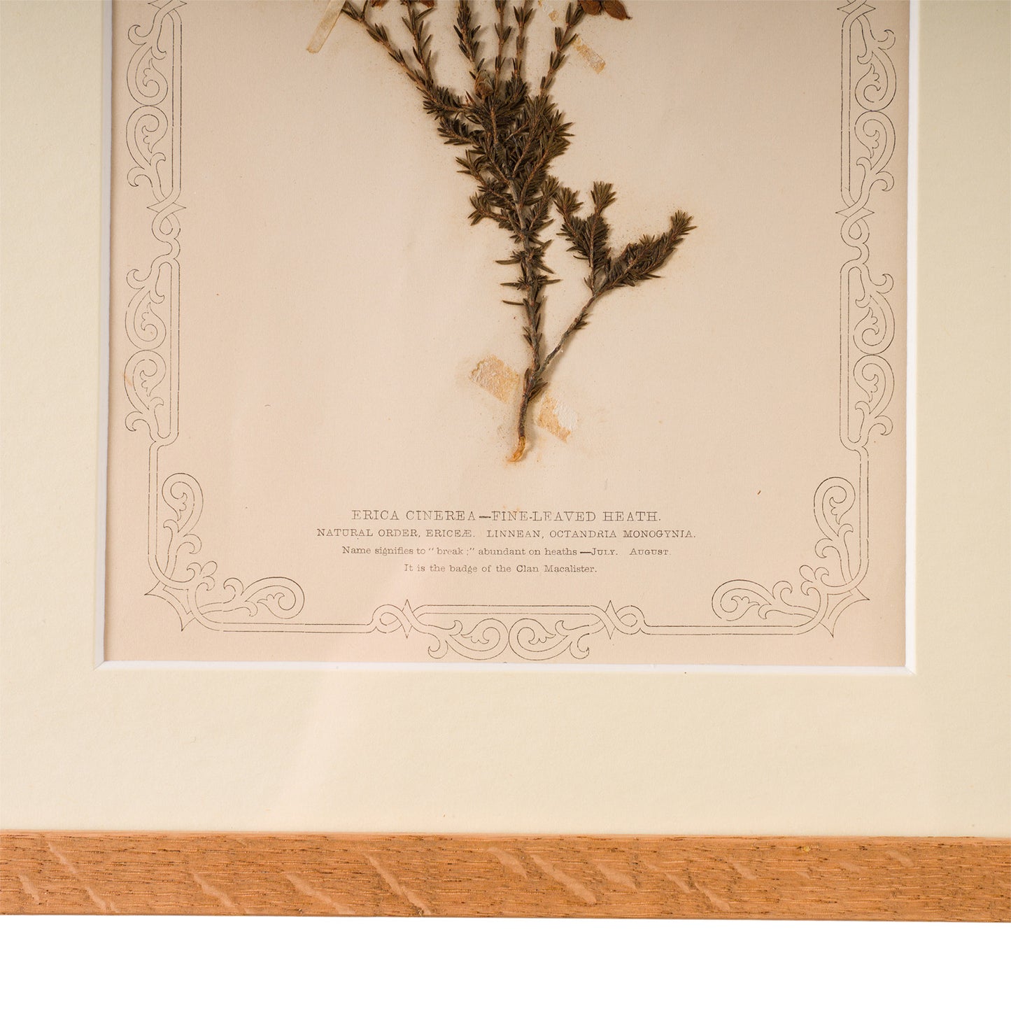 1845, Pressed British Wildflower - Fine Leaved Heath