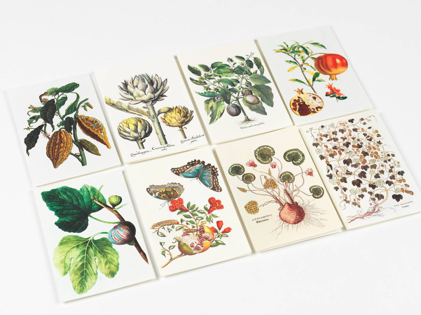 Natural History Creative Paper Book