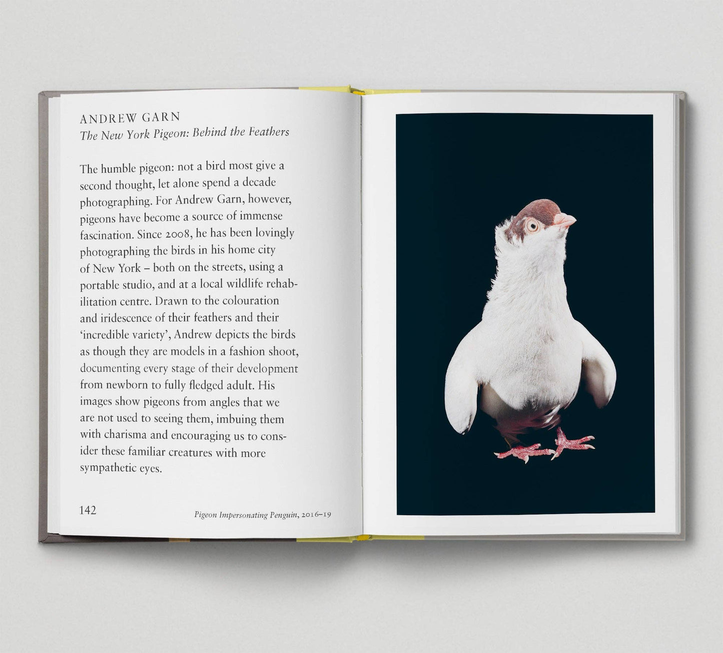 Bird - New photography of the Bird