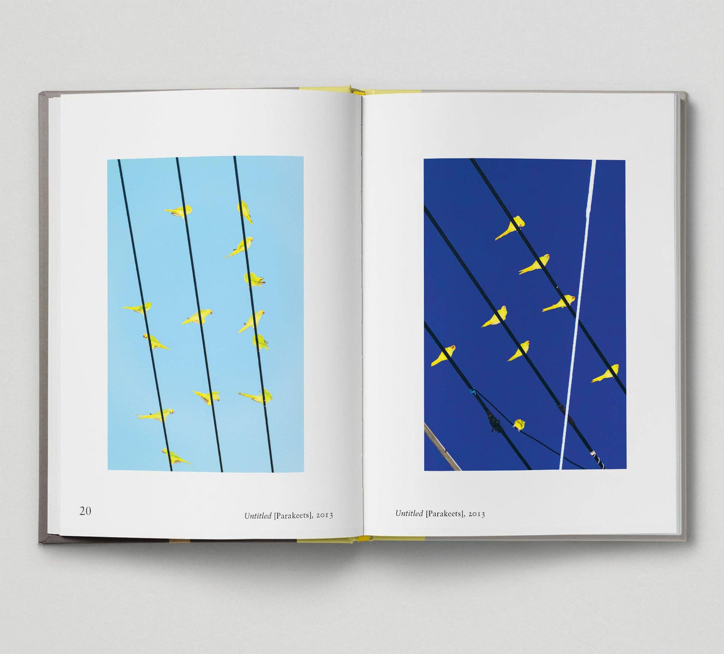 Bird - New photography of the Bird