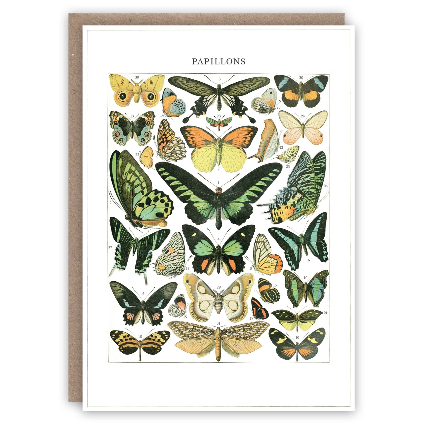 Papillons - Greeting Card