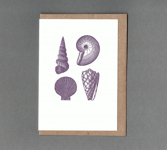 Shells - Greeting Card